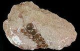 Pycnodus Crushing Mouthplate - Cretaceous Fish #64641-1
